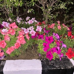 Flowers on campus 